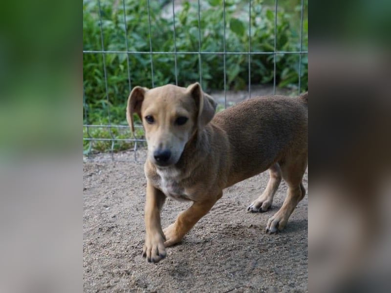 ⭐️GORKI⭐️, toller Welpenmann, 7 Monate, 30 cm, Mischling, Tierschutz Rumänien