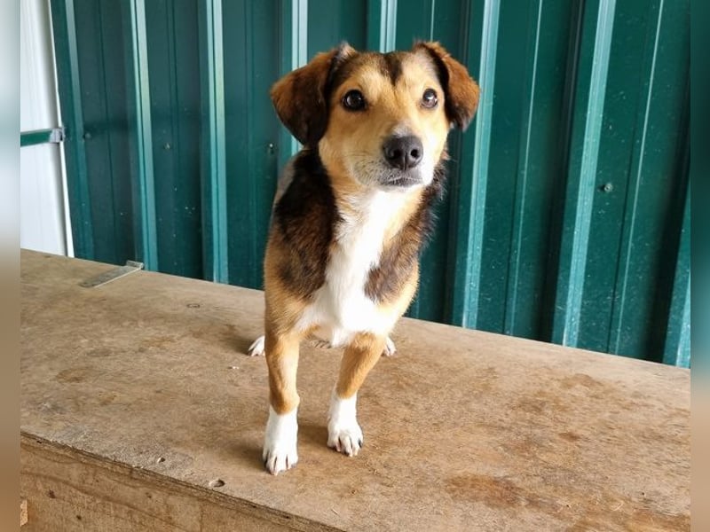 ♥BIXBY♥ hübscher, ganz aufgeschlossener, unkomplizierter echter Sonnenschein 39 cm