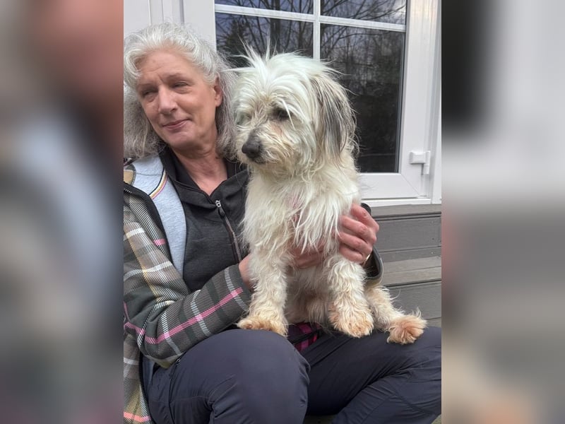 ♥YUMI♥ neu auf Pflegestelle bei Duisburg - süßer, sehr zutraulicher kleiner Wuschelmann 35cm