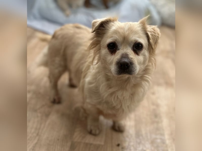 ⭐️TIC⭐️, unkomplizierte Hundemaus, 2 Jahre, 30 cm, Mischling, Tierschutz Rumänien