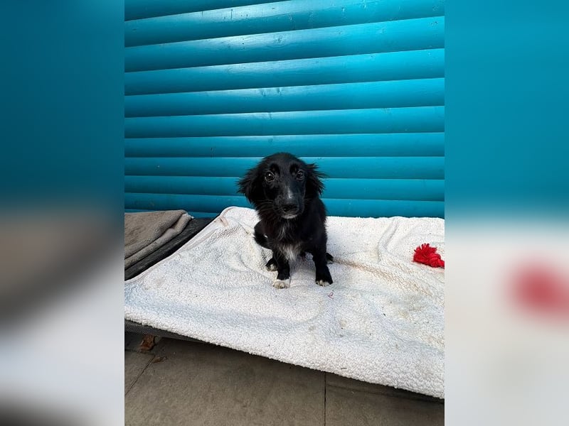 ♥TOKIO♥ auf Pflegestelle bei Köln - zuckersüßer, verspielter kleiner Welpe 28 cm