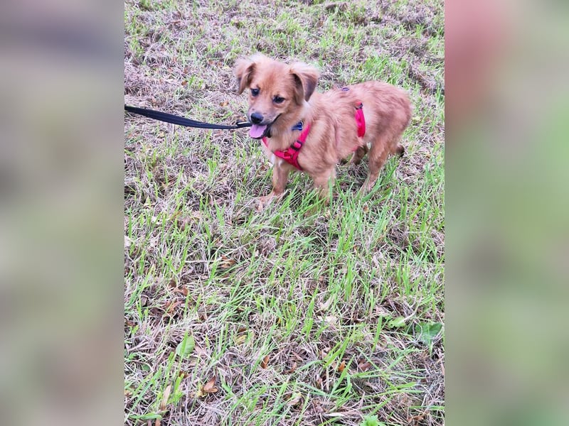 &#9829;EMMA&#9829; auf Pflegestelle bei Aachen - tolle kleine Juniorin mit dem süßen Unterbiss 31 cm (wachsend)