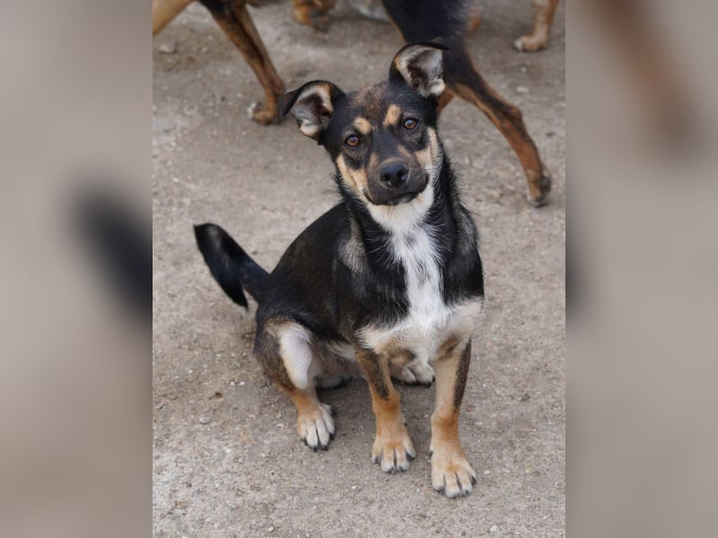 ⭐️CICI⭐️, verschmuster Hundejunge, 8 Monate, 29 cm, Tierschutz Rumänien