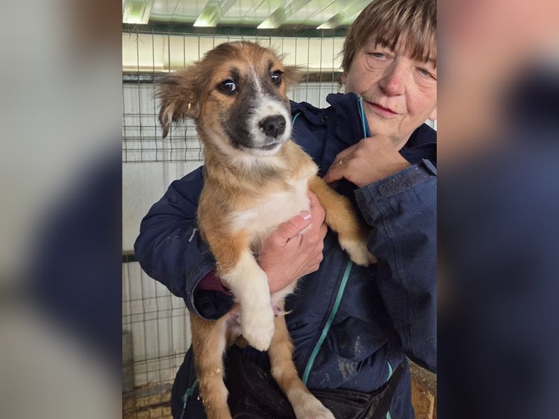 ♥JANI♥ niedlicher, verspielter kleiner Welpenbub mit der besonderen Fellfärbung 30 cm (wachsend)