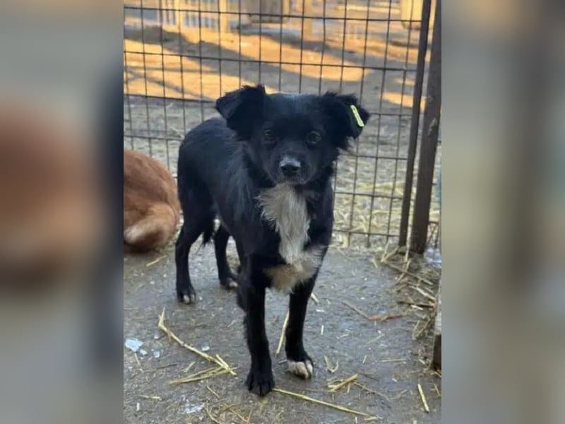 ♥ZELDA♥ ganz niedliche, kleine, noch unsichere Hündin, die mit Geduld Vertrauen fassen wird 40 cm