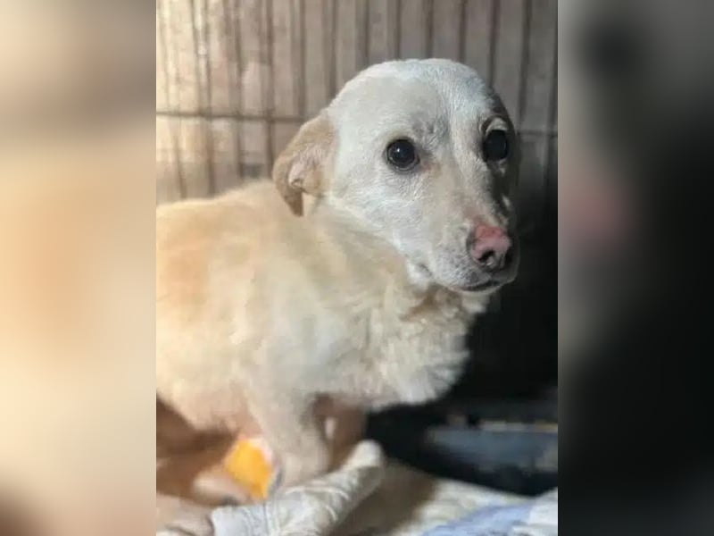 ♥ELIO♥ zarter, sensibler, noch unsicherer Jungrüde mit den großen Knopfaugen 35 cm