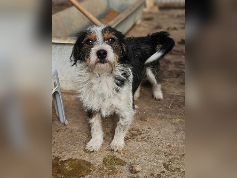 ♥BALU♥ ab Anfang Nov auf Pflegestelle bei Köln - zuckersüßer, verschmuster kleiner Rüde 30 cm