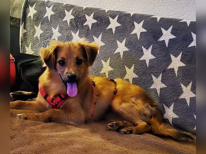 ♥EMMA♥ auf Pflegestelle bei Aachen - tolle kleine Juniorin mit dem süßen Unterbiss 36 cm (wachsend)