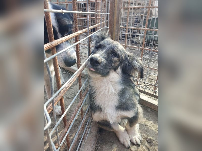 ♥RUDI♥ wunderschöner, süßer, noch vorsichtiger kleiner Junghund 35 cm