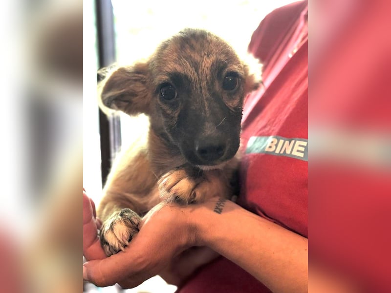 ⭐️DIX⭐️, liebenswerter Rüde, 5 Monate, 20 cm, Mischling, Tierschutz Rumänien