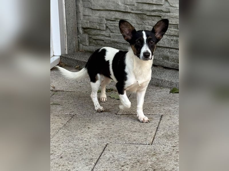 ♥TILLY♥ auf Pflegestelle bei Köln - unglaublich liebes, süßes kleines Mädchen 29cm (wachsend)