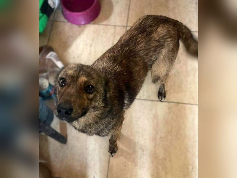 ♥ALFI♥ ganz niedliche, sehr zutrauliche gestromte kleine Junghündin 35 cm