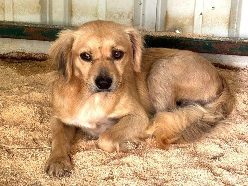 ♥BARLEY♥ ab 31. Juli auf Pflegestelle bei Köln - wunderschöner, menschenbezogener Junghund 40cm