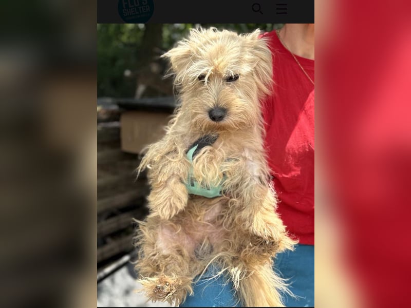 ⭐️Less⭐️ Havaneser-Mischling, Rüde, 3 Jahre, 33 cm, Mischling, Tierschutz Rumänien