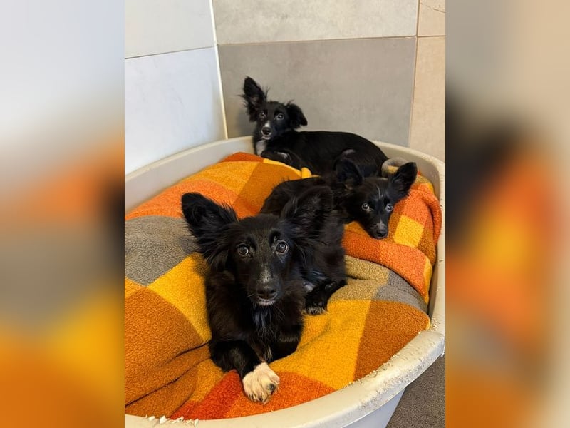 ♥TABU♥ auf Pflegestelle bei Köln - süßer, fröhlicher, verspielter Herzensbrecher 29 cm