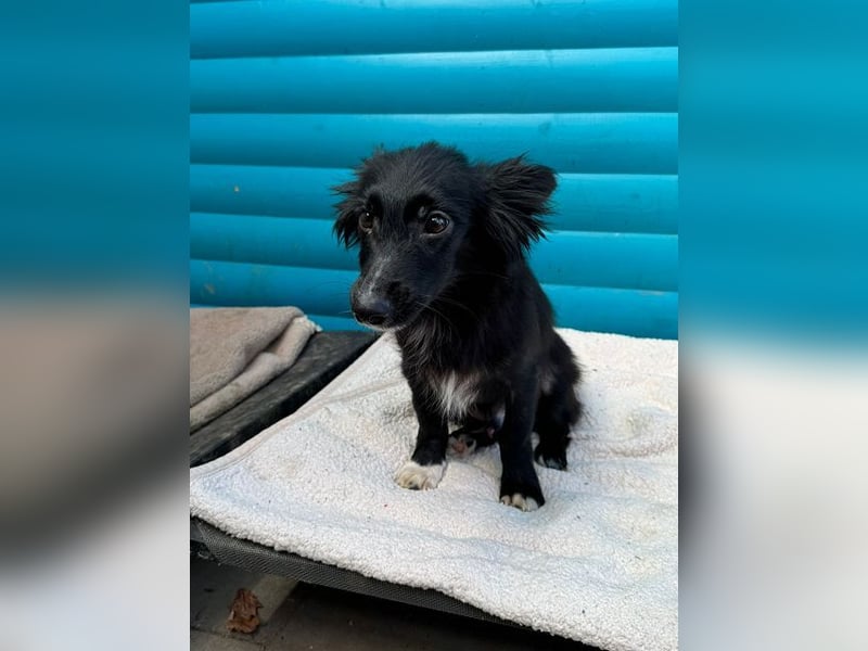 ♥TOKIO♥ auf Pflegestelle bei Köln - zuckersüßer, verspielter kleiner Welpe 28 cm