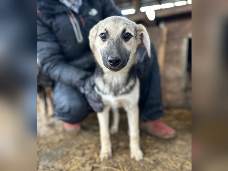 ♥DINA♥ ab 28. Feb auf Pflegestelle bei Köln-hübsches, liebes, verspieltes kleines Welpenmädchen 35cm