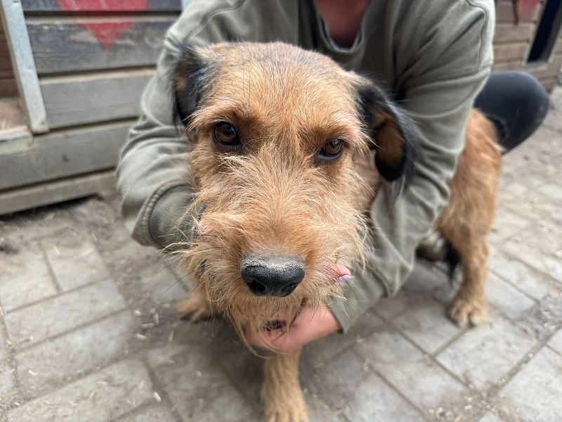 ♥FORREST♥ sensibler, sanfter, noch zurückhaltender kleiner Schatz 38 cm