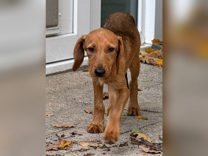 ♥COSMO♥ neu auf Pflegestelle bei Köln - süßer, verspielter kleiner Welpenbub 33 cm (wachsend)