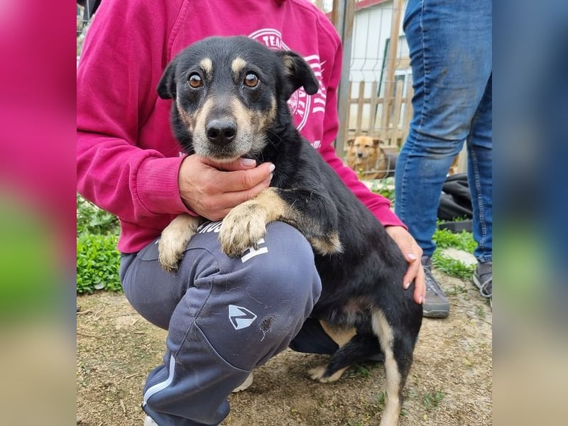 ♥LAURIN♥ süßer, noch zurückhaltender kleiner Rüde, der im Tierheim völlig überfordert ist 35 cm