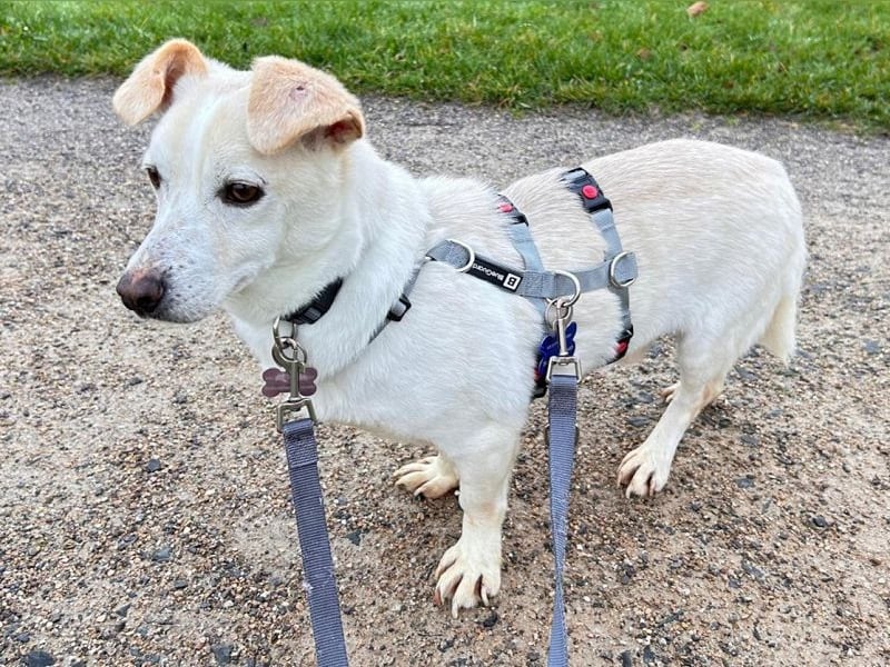 ♥MAMBO♥ auf Pflegestelle in Köln - verschmuster, anhänglicher kleiner Rüde 33 cm