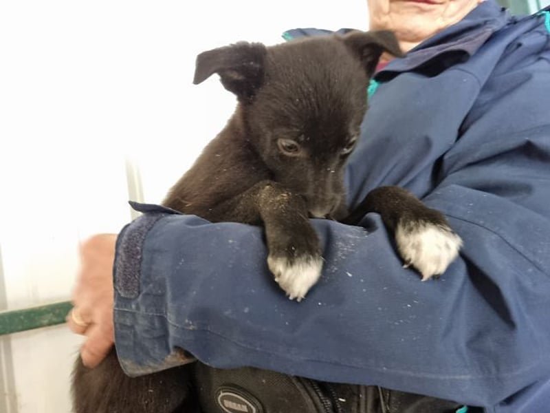 ♥FIETE♥ zuckersüßer, verspielter Welpenbub 26 cm (wachsend)