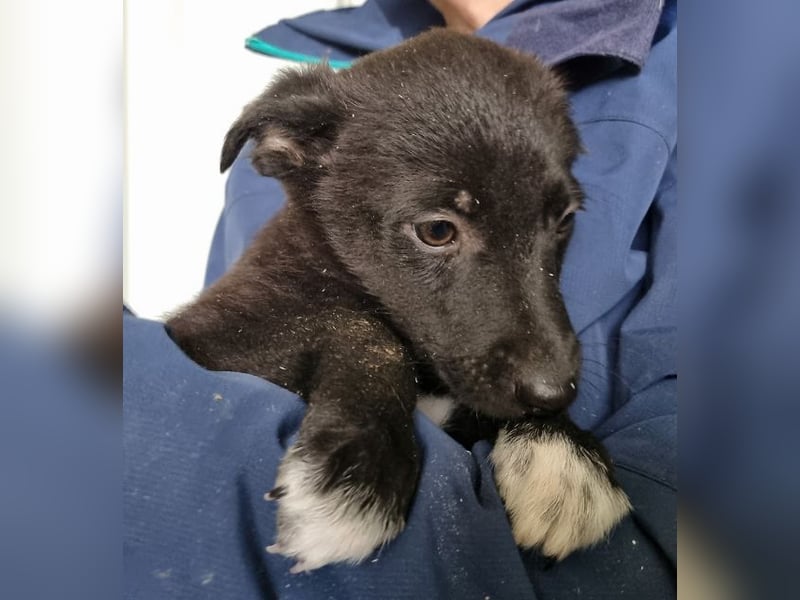 ♥FIETE♥ zuckersüßer, verspielter Welpenbub 26 cm (wachsend)