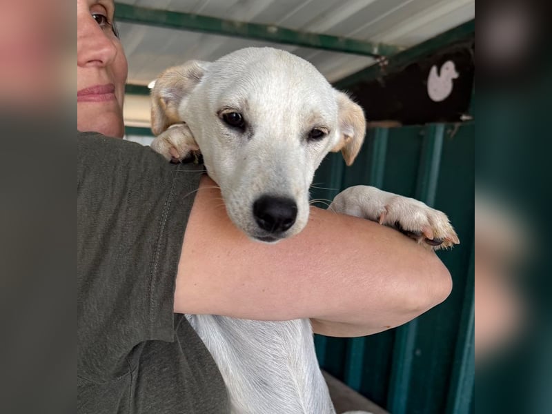 ♥LUNA♥ ab 9.Okt auf Pflegestelle bei Köln -niedliche, aufgeweckte, neugierige kleine Junghündin 33cm