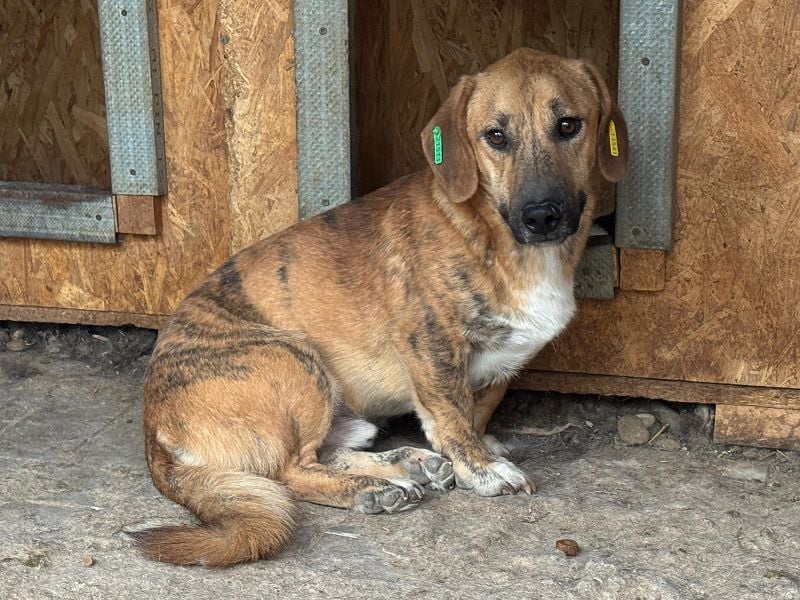♥PIET♥ niedlicher, hübscher gestromter, noch unsicherer, ruhiger kleiner Rüde 33 cm