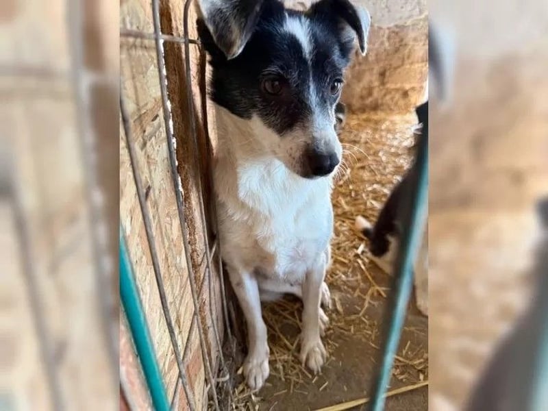 ⭐MARENA⭐, anhängliche Hündin, 3 Jahre, 39 cm, Mischling, Tierschutz Rumänien