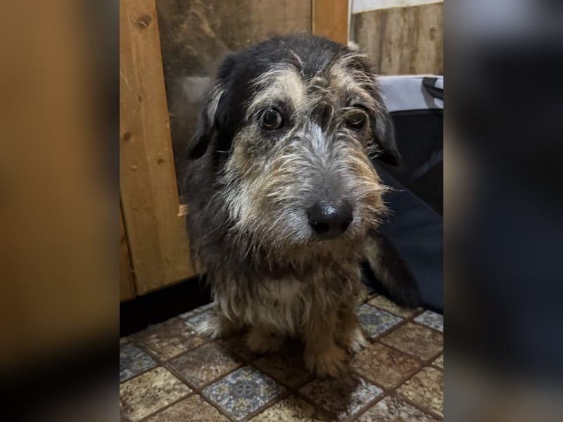 ⭐️JAROD⭐️, herzensguter Hundejunge, 2,5 Jahre, 36 cm, Mischling, Tierschutz