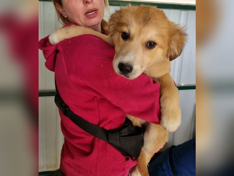 ♥LANDO♥ süßer, verspielter Kuschelbär 37 cm (wird 50-60 cm groß)