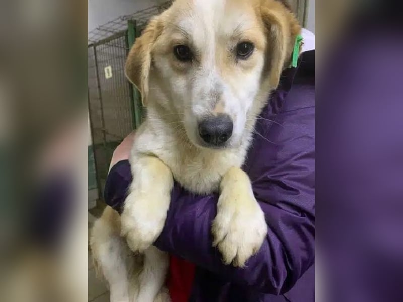 ♥FLORI♥ niedlicher, anfangs noch vorsichtiger, sensibler kleiner Junior 30 cm