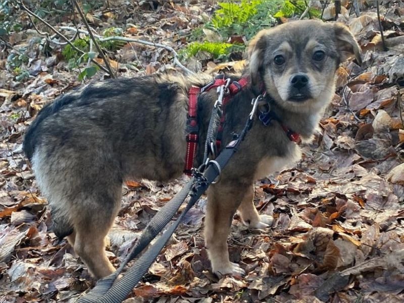 ♥HEDWIG♥ neu auf Pflegestelle bei Duisburg - süßes, verspieltes Welpenmädchen 33cm (wachsend)
