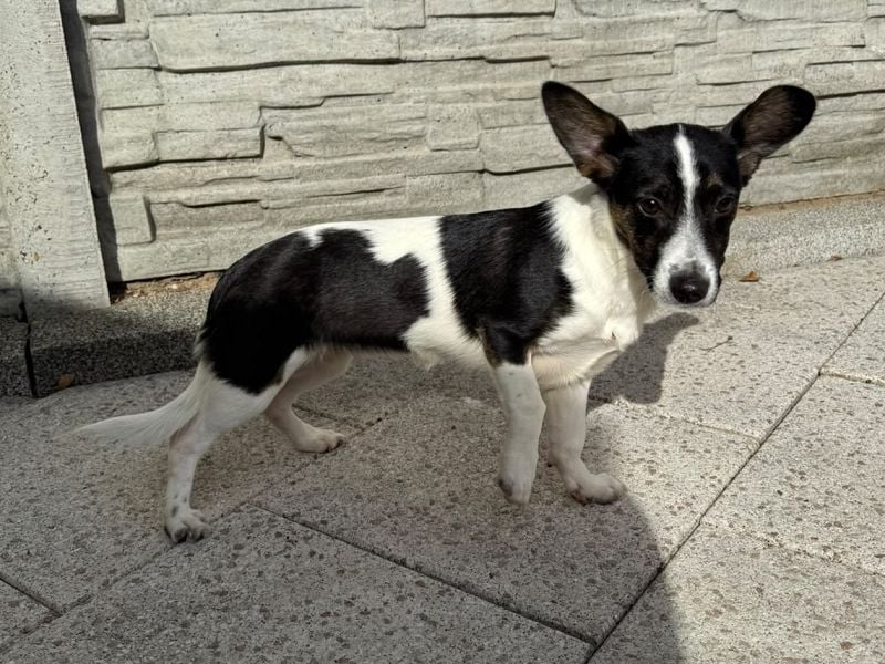 ♥TILLY♥ auf Pflegestelle bei Köln - unglaublich liebes, süßes kleines Mädchen 29cm (wachsend)