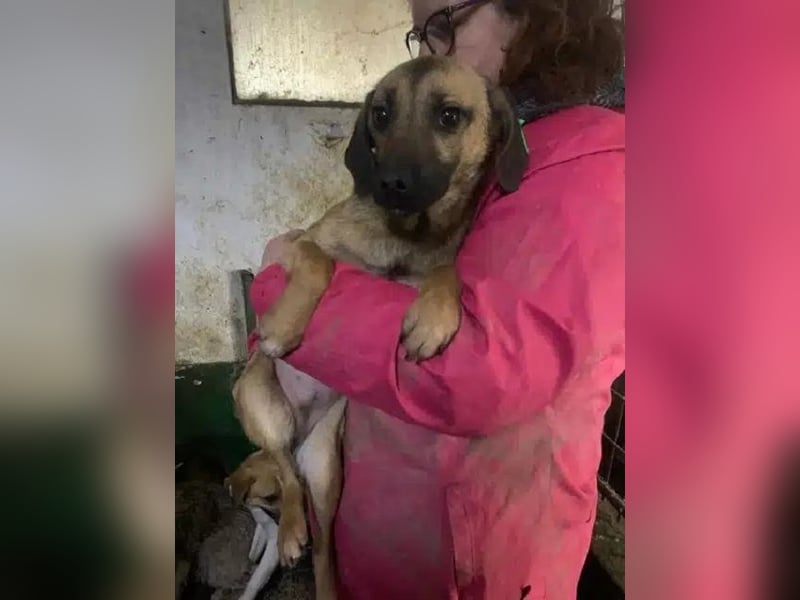 ♥TIVA♥ süße, ganz liebe junge Hundedame 40 cm