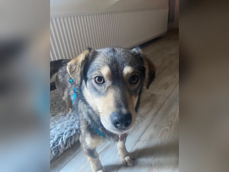 ♥COCONUT♥ neu auf Pflegestelle bei Duisburg - süße, noch etwas schüchterne kleine süße Maus 36 cm