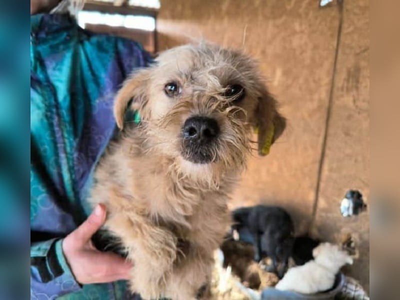 ♥ABBY♥ ab 21. Mär auf Pflegestelle bei Köln - süße, kleine, noch zurückhaltende Junghündin 30-35cm