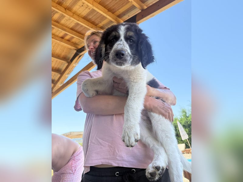 ⭐️ZEUS⭐️, sanfter Welpe, 3 Monate, 30 cm, Mischling, Tierschutz Rumänien