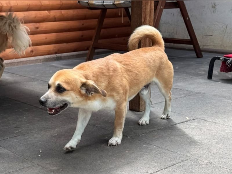 ♥OSKAR♥ neu auf Pflegestelle bei Köln-verschmuster, menschenbezogener,kinderlieber kleiner Rüde 32cm