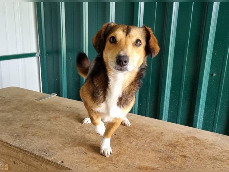 ♥BIXBY♥ hübscher, ganz aufgeschlossener, unkomplizierter echter Sonnenschein 39 cm