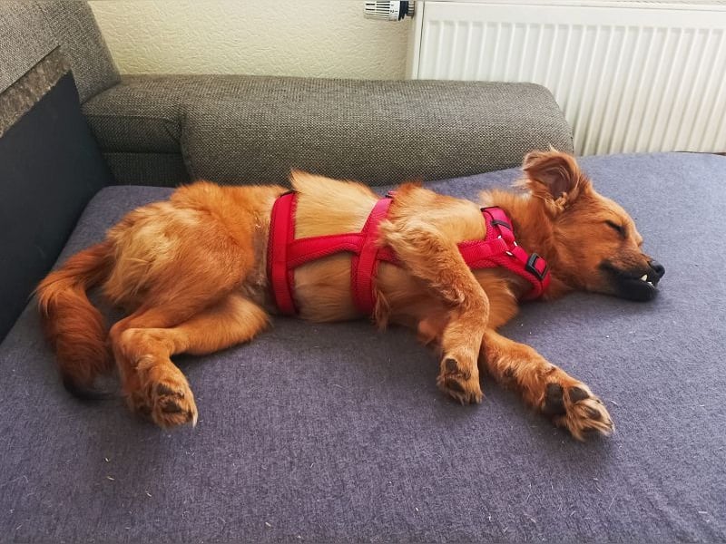 ♥EMMA♥ auf Pflegestelle bei Aachen - tolle kleine Juniorin mit dem süßen Unterbiss 36 cm (wachsend)