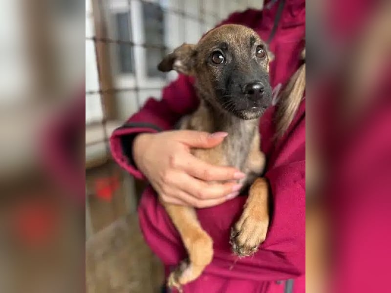 ♥JASCHA♥ neu auf Pflegestelle bei Köln -bezaubernder, verspielter, noch zurückhaltender Welpe 31 cm
