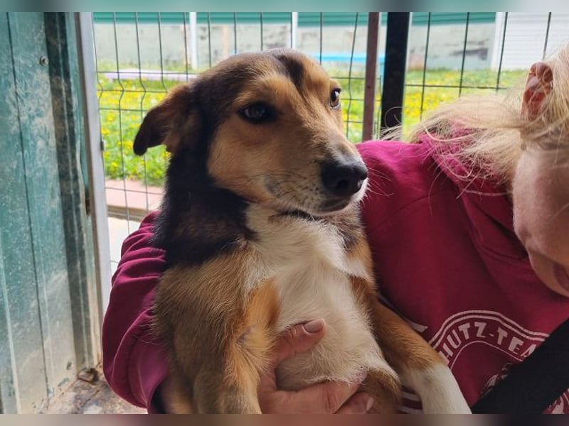 ♥BIXBY♥ hübscher, ganz aufgeschlossener, unkomplizierter echter Sonnenschein 39 cm