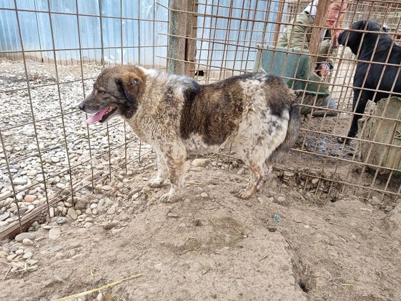 ♥DREAMIE♥ hübsche, sanftmütige, bescheidene Seele von einem Hund 40 cm
