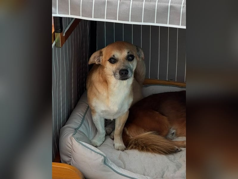 ♥OSKAR♥ neu auf Pflegestelle bei Köln-verschmuster, menschenbezogener,kinderlieber kleiner Rüde 32cm