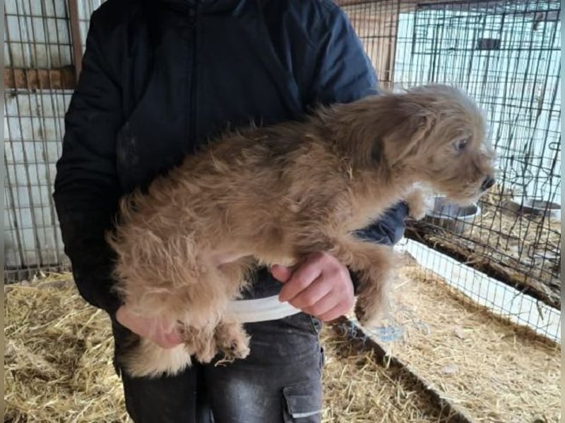 ♥ABBY♥ ab 21. Mär auf Pflegestelle bei Köln - süße, kleine, noch zurückhaltende Junghündin 30-35cm