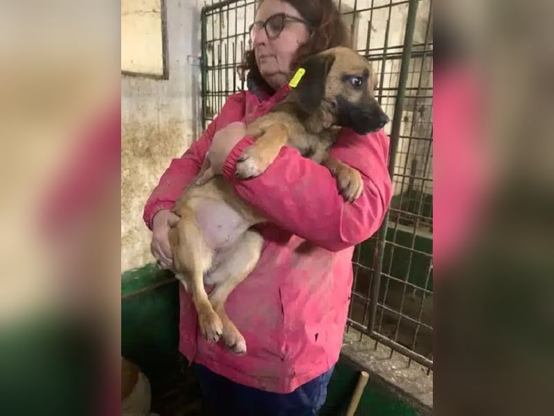 ♥TIVA♥ süße, ganz liebe junge Hundedame 40 cm