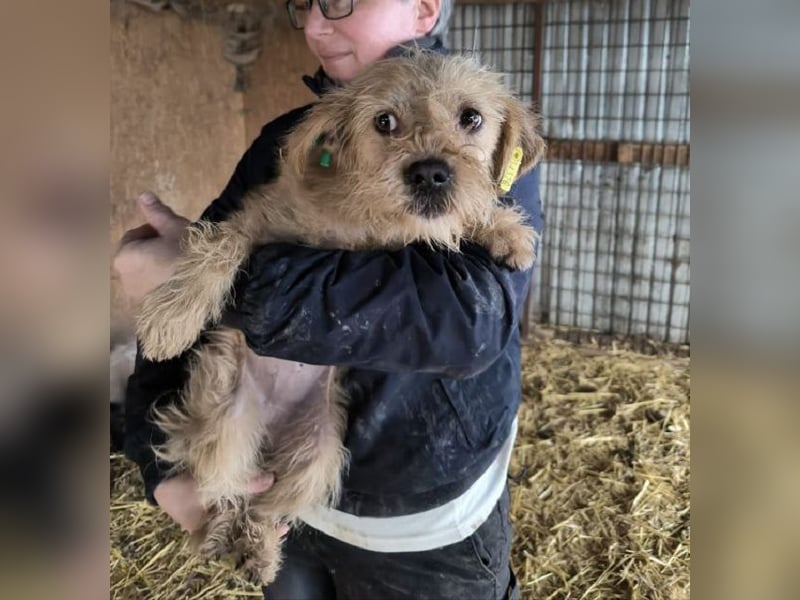 ♥ABBY♥ ab 21. Mär auf Pflegestelle bei Köln - süße, kleine, noch zurückhaltende Junghündin 30-35cm