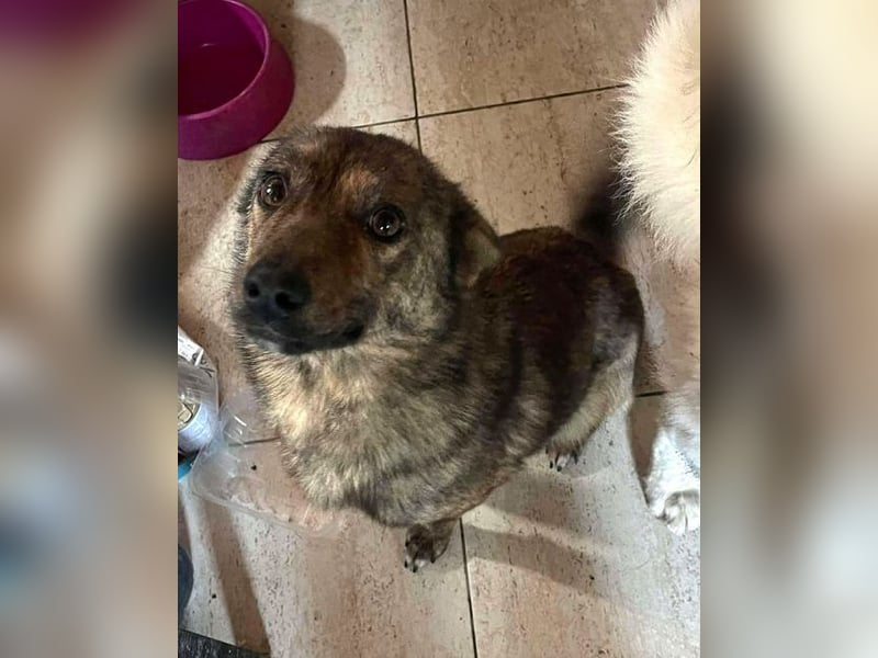 ♥ALFI♥ ganz niedliche, sehr zutrauliche gestromte kleine Junghündin 35 cm